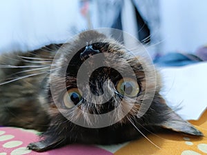 This cat name is moza