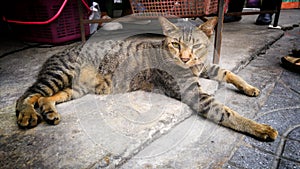 A cat named Tiger sleepy eyes on street.