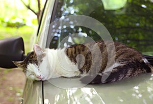 Cat nap sleeping on the warm car close up photo