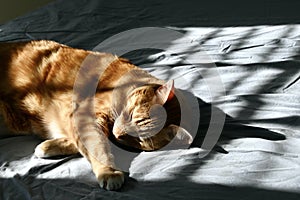 Cat Nap in Winter Sunlight