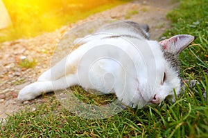 Cat napping on groun hot summer day