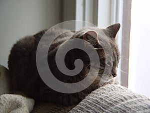 Cat napping near a window