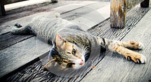 Cat napping on old wooden floor. cute cat sleeping and looking camera,