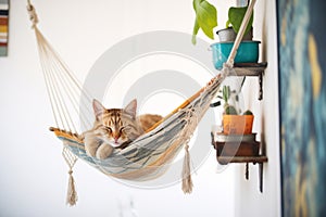 cat napping in a wallmounted hammock