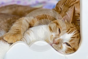 tabby cats napping in bed photo