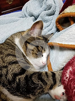 Cat naps on fluffy blankets
