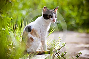 Cat and Nature