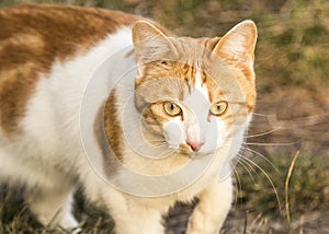 Cat in nature ,green grass