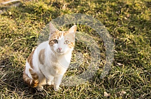 Cat in nature ,green grass