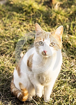 Cat in nature ,green grass