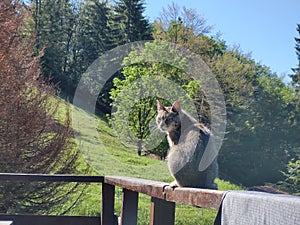 Cat in the nature near the mountain cabin  or chalet.