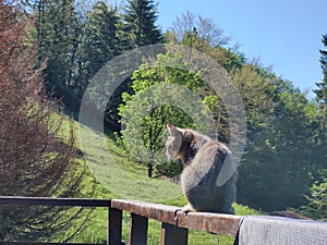 Mačka v prírode pri horskej chate alebo chate.