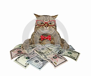 Cat near big pile of dollars 3