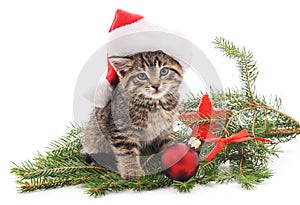 Cat near the Christmas tree.