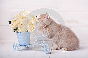 Cat near a decorative pot with roses