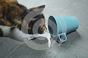 A cat near a fallen cup of water. A cautious cat looks at water from a cup that has fallen to the floor