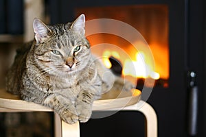 Cat near Fireplace