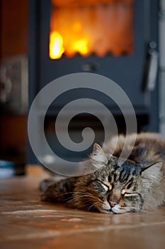 Cat near Fireplace