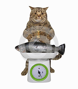 Cat near kitchen scales with fish