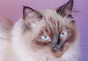 The cat of the Neva Masquerade breed. Cute kitten 8 months old on a pink background