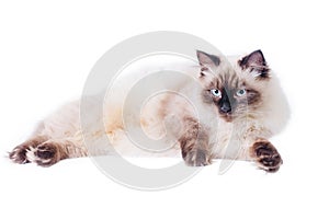 A cat of the Neva Masquerade breed. A kitten of beige and brown color isolated on a white background