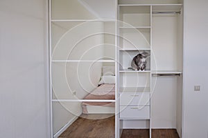 Cat in the new empty closet, pet on the shelf in the wardrobe