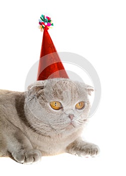 Cat in a New Year's cap.