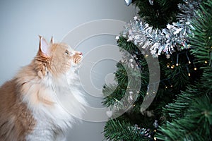 Cat next to christmas tree