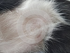 Cat nipples in closeup. Two pink nipples on the belly of a young male kitten. White-black wool around the animal`s milk wands photo