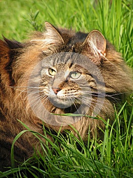 Cat (Norwegian forest cat) in the grass,