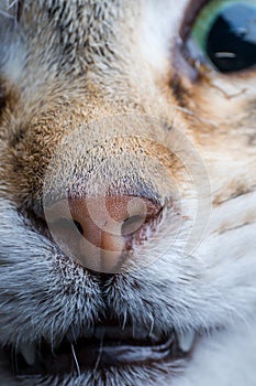 Cat nose closeup front view