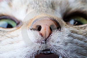 Cat nose closeup front view