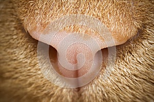 Cat Nose Closeup Macro photo