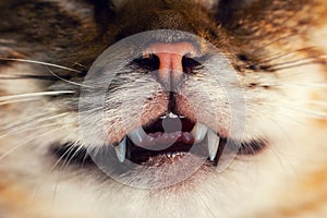 Cat, nose and teeth