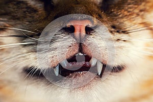 Cat, nose and teeth photo