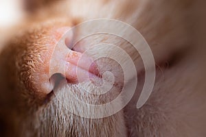 Cat nose texture macro. Cute pink and freckled pets nose details
