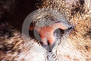 Cat nose and whiskers closeup