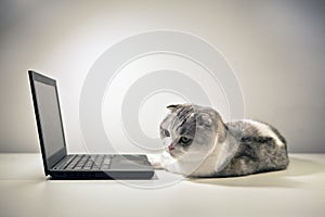 Cat and notebook. A cat sitting near the computer. Cat at home peeping behind a computer screen, domestic kitten in