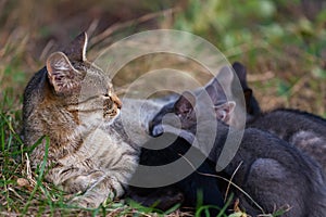 Cat Nursing her Kittens