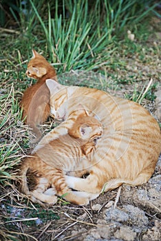 Cat Nursing her Kittens