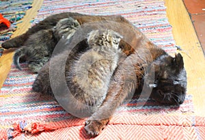 Cat nursing her newborn kittens