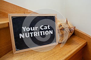 Cat nutrition issue depicted with ginger cat.