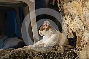 Cat in O Incio, Spain photo
