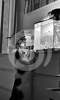 A cat observes the aquarium, Animal, Pet, Mammal