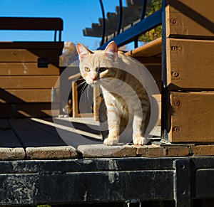 Cat observing the yard