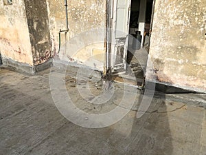Cat in an old abandoned farmhouse