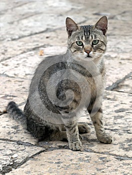 Cat on the old cobblestones photo