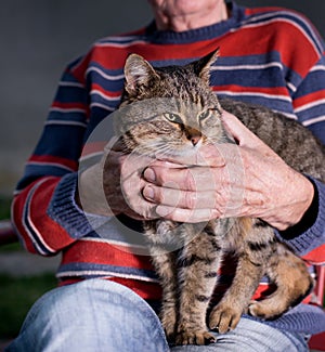 Cat in old man's lap