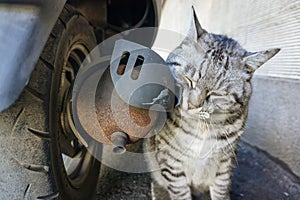 Cat and old motorcycle exhaust pipes