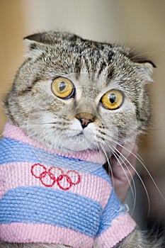 Cat in Olympic dress